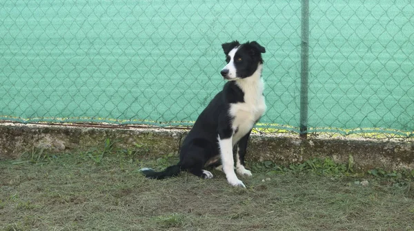 Preto Branco Borda Collie Filhote Sentado Jardim Olhando — Fotografia de Stock