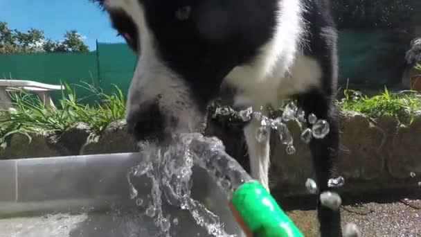 Primer Plano Collie Fronterizo Jugando Con Agua Jardín Animales Actividades — Vídeos de Stock