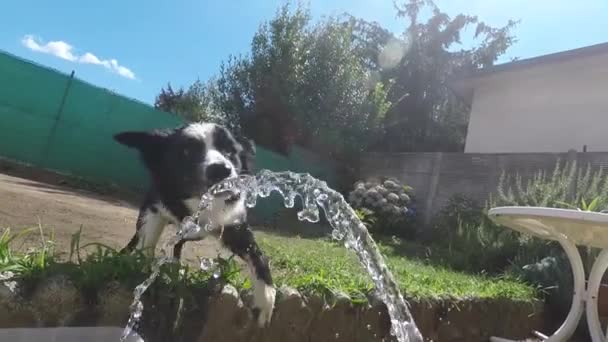 Primer Plano Collie Fronterizo Jugando Con Agua Jardín Animales Actividades — Vídeo de stock