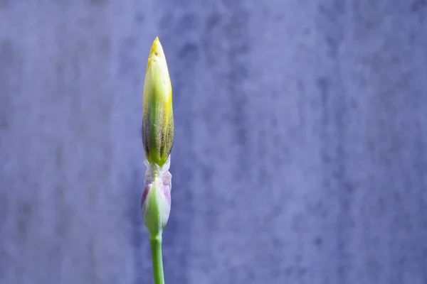 Închiderea Unui Mugure Floare Galbenă Care Înflorește Primăvara Natura Florile — Fotografie, imagine de stoc