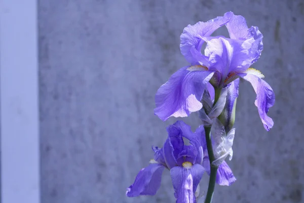 Close Blossomed Purple Flower Spring Nature Flowers — Stock Photo, Image