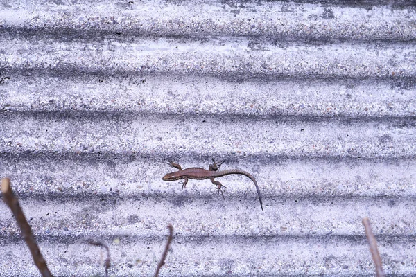 Lizard sunbathing on a stone wall in the garden
