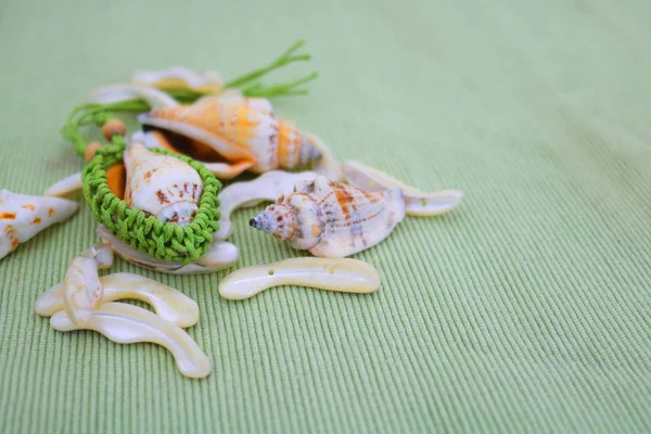 Marine Composition Shells Green Striped Background — Stock Photo, Image