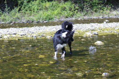 Sınır collie nehir, hayvanlar ve doğa da oynuyor