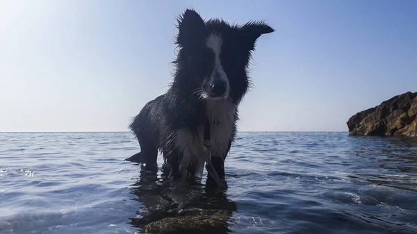 Gros Plan Collie Frontalier Bord Mer Des Animaux Nature — Photo