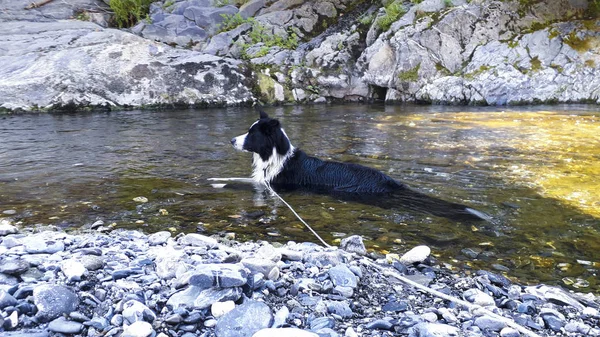 Fronteira Collie Deitado Rio Animais Natureza — Fotografia de Stock