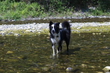 Sınır collie nehir, hayvanlar ve doğa da oynuyor