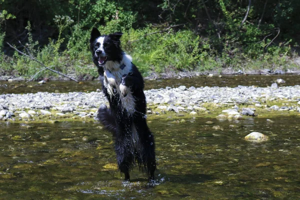 Fronteira Collie Brincando Rio Animais Natureza — Fotografia de Stock