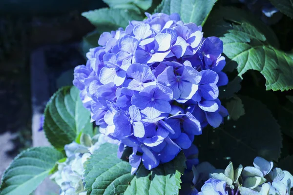 Close Uma Hortênsia Roxa Flores Natureza — Fotografia de Stock