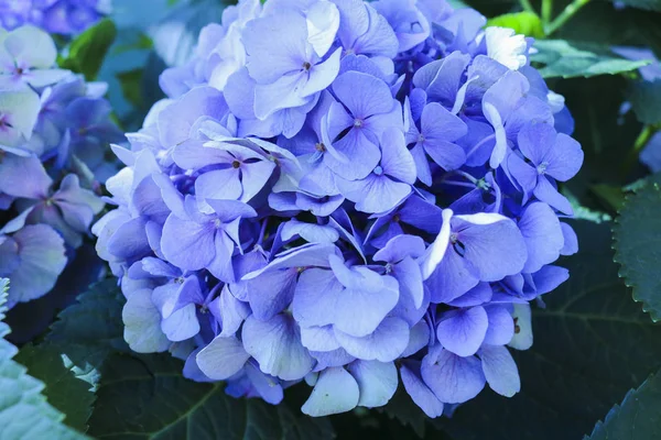 Close Purple Hydrangea Flowers Nature — Stock Photo, Image