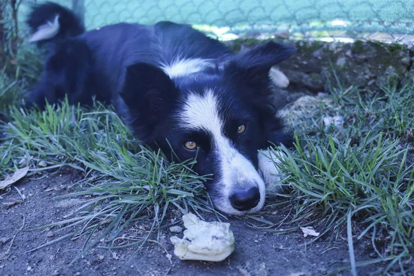 Border collie resting in the garden, animals and nature