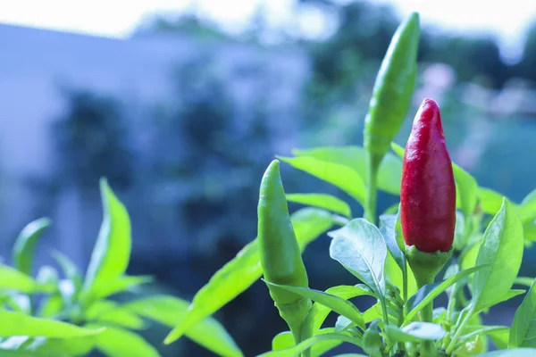 Close-up of a plant of red and green chillies, plants and flowers