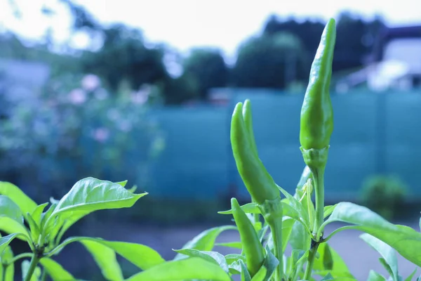 Nahaufnahme Einer Pflanze Aus Grünen Chilischoten Pflanzen Und Blumen — Stockfoto