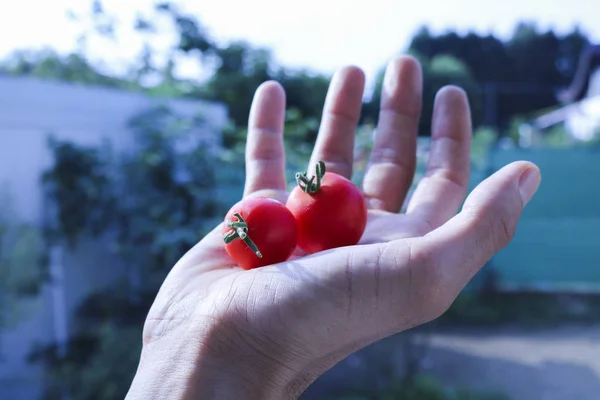 Primer Plano Una Mano Hombre Sosteniendo Tomate Rojo Plantas Flores — Foto de Stock