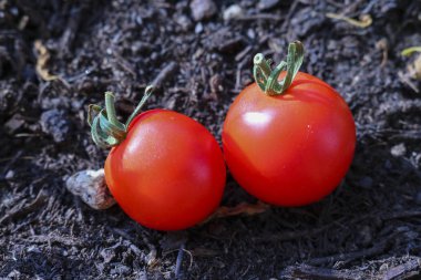 İki kırmızı domatesin yakın çekim, doğa