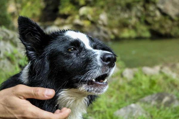 Close Olhar Cuidadoso Jovem Collie Fronteira Animais Natureza — Fotografia de Stock