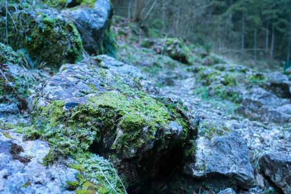 Close Rock Covered Moss Woods Dark Valley Veneto Travel Landscapes — Stock Photo, Image