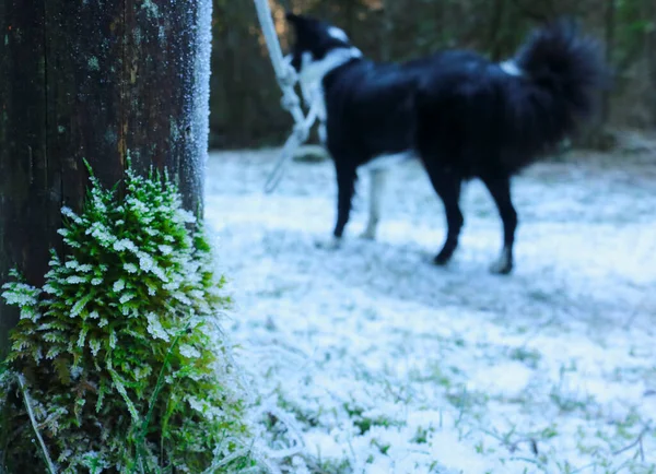 Foglie Coperte Gelo Collie Confine Nei Boschi Della Valle Oscura — Foto Stock