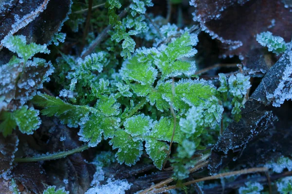 Närbild Bladen Täckta Med Frost Skogen Den Mörka Dalen Asiago — Stockfoto