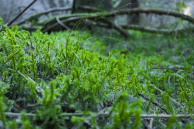 Venedik 'teki Asiago platosundaki karanlık vadinin ormanındaki yosunlara yakın çekim, İtalya' daki seyahat ve manzaralar