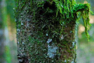 Venedik 'teki Asiago Platosu' ndaki karanlık vadinin ormanlarında yosun kaplı bir ağaç gövdesi İtalya 'da seyahat ve manzaralar