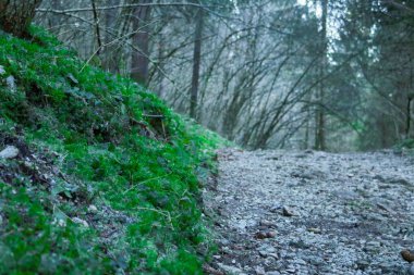 Veneto 'daki Asiago platosundaki karanlık vadideki patika, İtalya' daki seyahat ve manzaralar