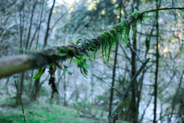 Detailní Záběr Větví Mechem Lesích Temného Údolí Náhorní Plošině Asiago — Stock fotografie
