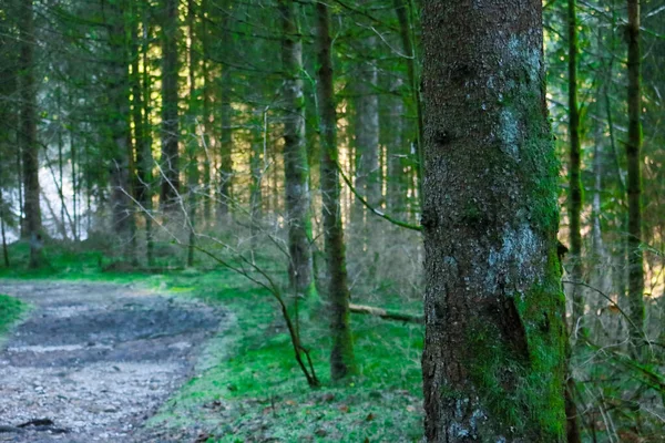 Útvonal Erdőben Sötét Völgyben Asiago Fennsíkon Veneto Utazás Tájak Olaszországban — Stock Fotó