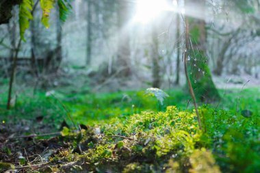 Venedik 'teki Asiago platosundaki karanlık vadinin ormanındaki yosunlara yakın çekim, İtalya' daki seyahat ve manzaralar