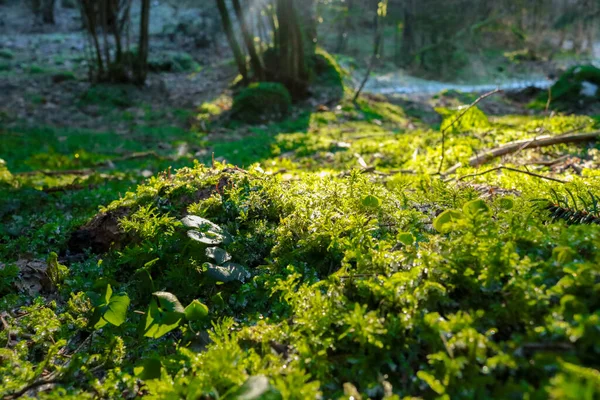 Közelkép Moha Erdőben Sötét Völgyben Asiago Fennsíkon Veneto Utazás Tájak — Stock Fotó