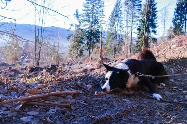 Border Collie Spielt Mit Einem Wald Kiefernwald Von Roana Auf — Stockfoto