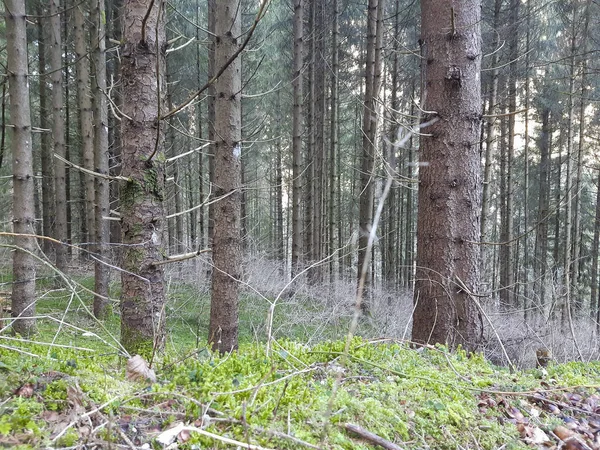 Sötét Völgy Erdejében Asiago Fennsíkon Venetóban Utazások Tájak Olaszországban — Stock Fotó