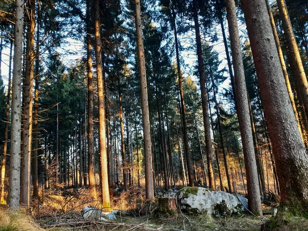Borovicovém Lese Roana Při Západu Slunce Náhorní Plošině Asiago Benátsku — Stock fotografie
