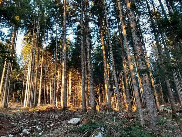 Borovicovém Lese Roana Při Západu Slunce Náhorní Plošině Asiago Benátsku — Stock fotografie
