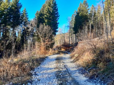 Veneto 'daki Asiago platosundaki Roana çam ormanındaki patika, İtalya' daki seyahat ve manzaralar