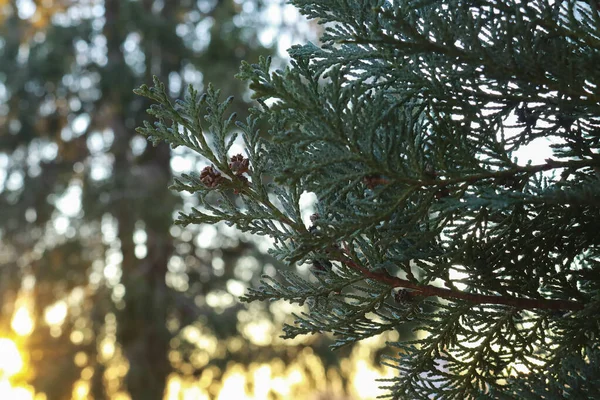 Feche Ramo Uma Árvore Com Luz Pôr Sol Atrás Dela — Fotografia de Stock