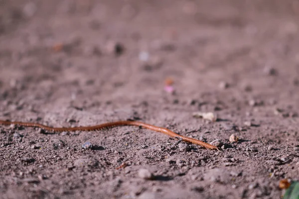 Close-up of a millipede in the garden, animals and nature