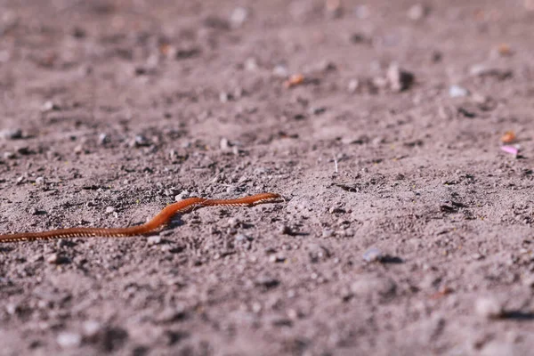 Close-up of a millipede in the garden, animals and nature