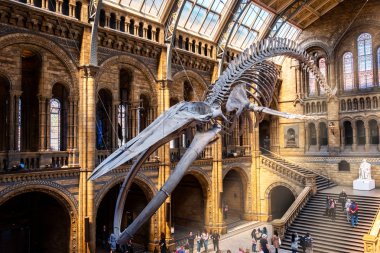 London, Büyük Britanya - 14 Mayıs 2018: The Natural History Museum bilim numuneler 5 ana koleksiyon öğeleri 80 milyon oluşan çok geniş doğa tarihi, örneklerin evler