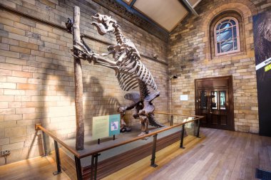 London, Büyük Britanya - 14 Mayıs 2018: The Natural History Museum bilim numuneler 5 ana koleksiyon öğeleri 80 milyon oluşan çok geniş doğa tarihi, örneklerin evler
