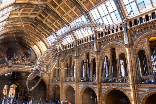 Londres Royaume Uni Mai 2018 Musée Histoire Naturelle Abrite Une — Photo