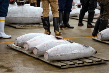 Tuna for the auction at the inner area of Tsukiji Market in Tokyo, Japan clipart