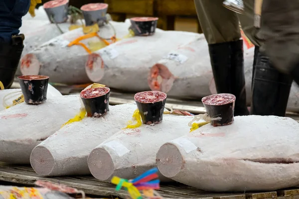 Prefeitura Atum Para Leilão Área Interna Mercado Tsukiji Tóquio Japão — Fotografia de Stock