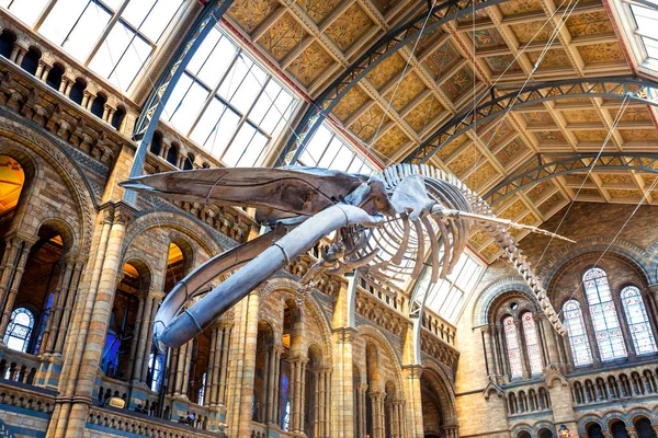 Londres Royaume Uni Mai 2018 Musée Histoire Naturelle Abrite Une — Photo