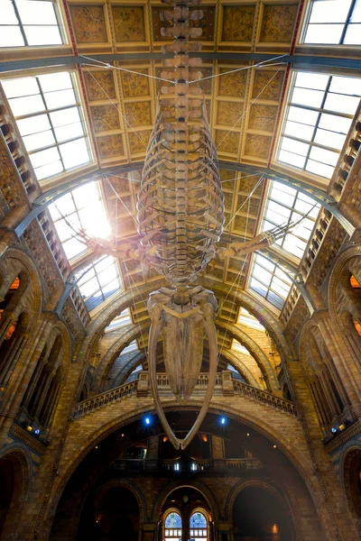 London United Kingdom May 2018 Natural History Museum Houses Vast — Stock Photo, Image