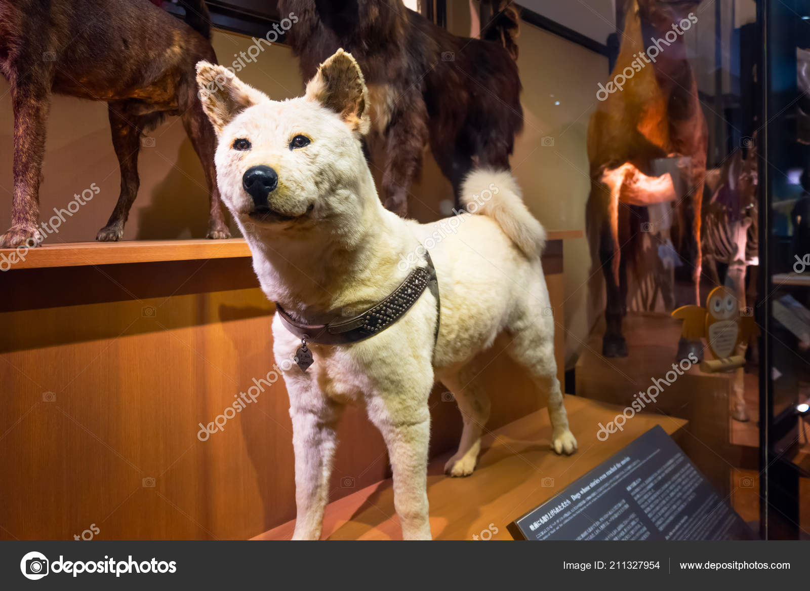 HACHIKO SCARICARE