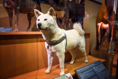 Tokyo, Japonya - 29 Nisan 2018: Hachiko, sadık Akita Inu köpek sahibi için bu olağanüstü sadakat. Onun doldurulmuş kürk ve deri Ulusal Müzesi doğa ve bilim görüntülenen
