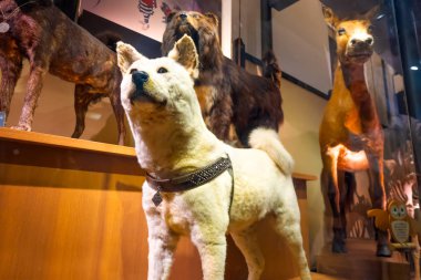 TOKYO, JAPAN - APRIL 29 2018: Hachiko, a faithful Akita Inu dog that remarkable loyalty to his owner. Its stuffed fur and skin displayed at the National Museum of Nature and Science