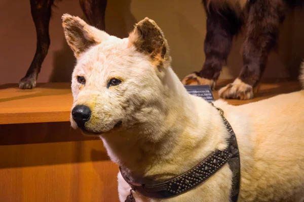 Tokyo Japan April 2018 Hachiko Faithful Akita Inu Dog Remarkable — Stock Photo, Image