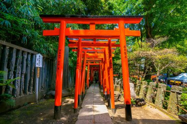 Torii kapılarında Nezu tapınak Tokyo, Japonya